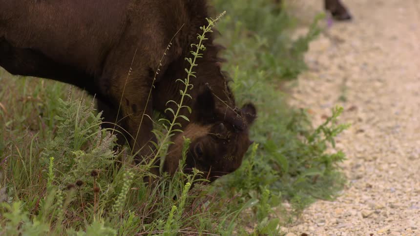 A young bison calf grazes peacefully on lush green grass along the side of a gravel road in the wild