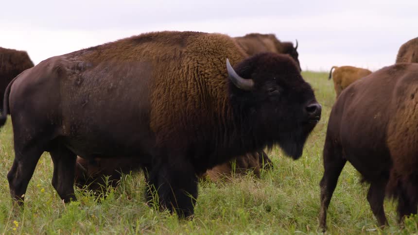 A majestic bison bull walks slowly through its herd while grazing on the open prairie in slow motion