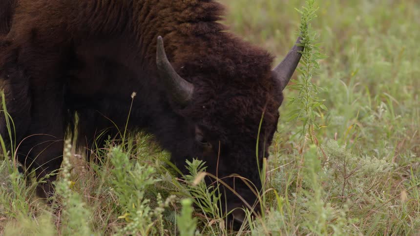 A close-up of a large American bison grazing in a lush green prairie
