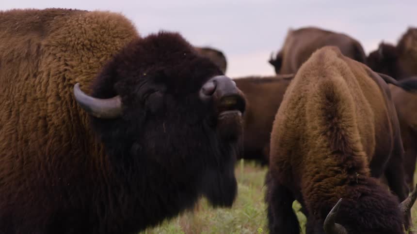 A majestic wild bison lifts its head to sniff the air while surrounded by its herd in a grassy field