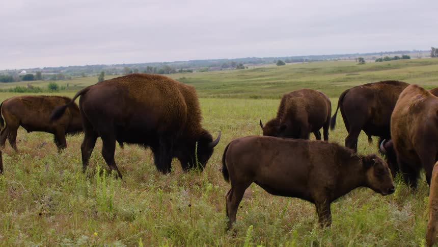 A herd of American bison, including adults and calves, peacefully grazes in a vast green prairie on a cloudy day