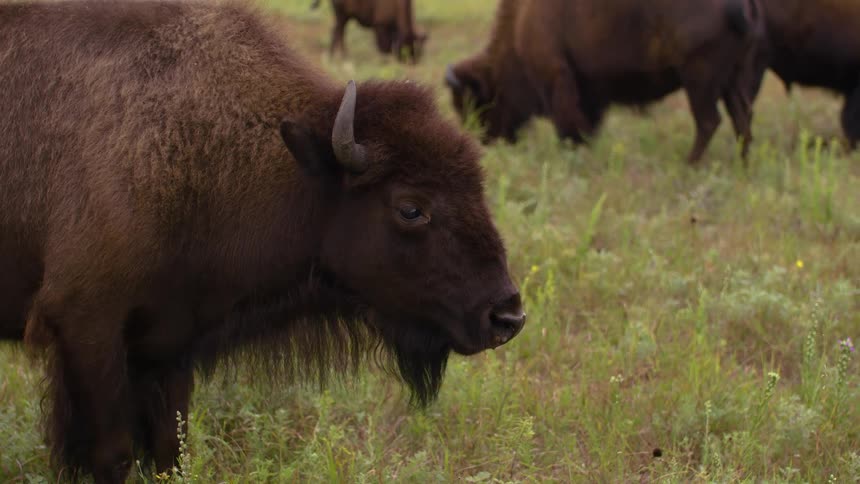 A close-up profile of a majestic American bison standing in a lush green prairie while its herd grazes peacefully in the background