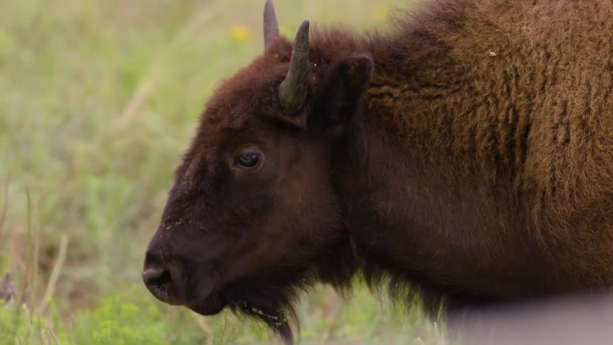 A close-up, side-profile shot of a young bison peacefully chewing in a vibrant green field