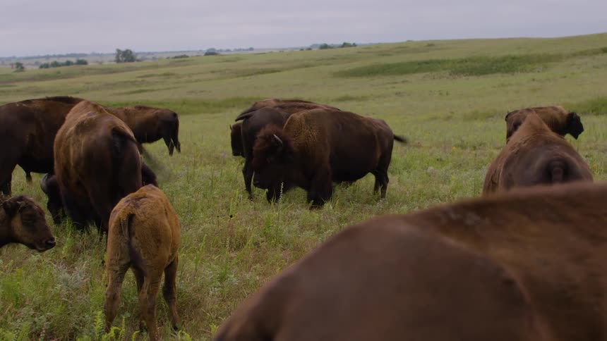 A herd of American bison, including a young calf, graze peacefully in a vast green prairie under an overcast sky