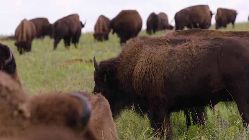 A herd of majestic American bison graze peacefully in a lush green meadow on an overcast day
