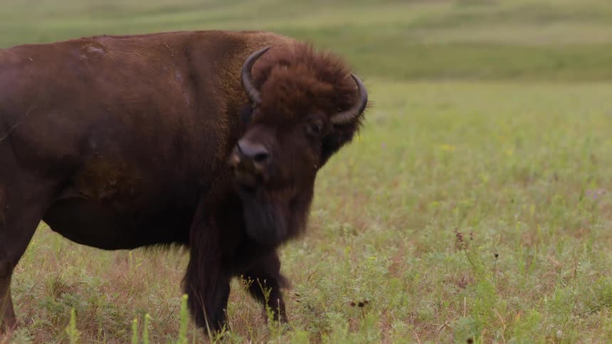 A majestic American bison grazes and shakes its head in a vast green prairie in slow motion