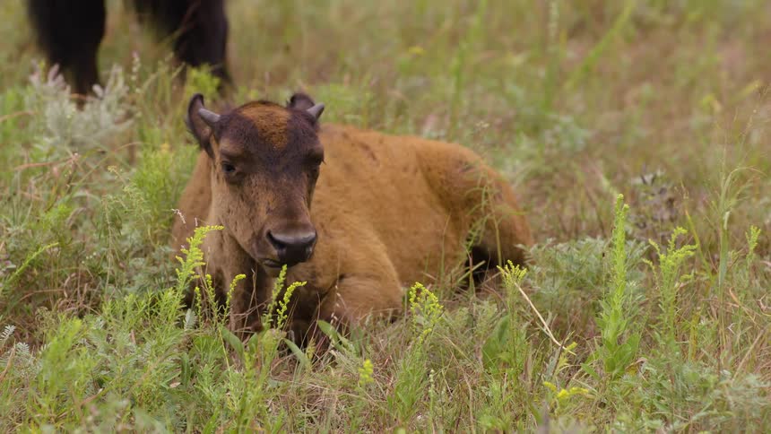 An adorable baby bison calf with light brown fur relaxes and chews its cud while resting in the tall green grass of a wild prairie
