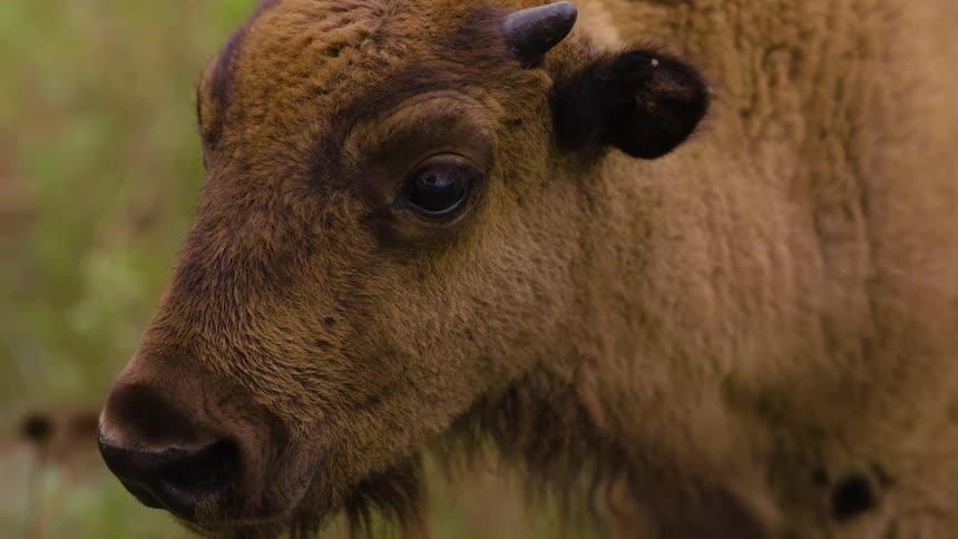 An intimate close-up of a young American bison's face as it stands peacefully in a grassy field