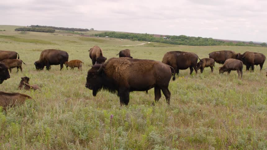A large herd of American bison and their young calves graze and rest peacefully in a vast green prairie