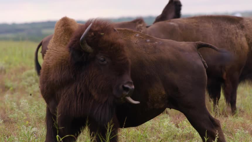 A large brown bison scratches its back with its horns before lowering its head to graze in a grassy field in slow motion