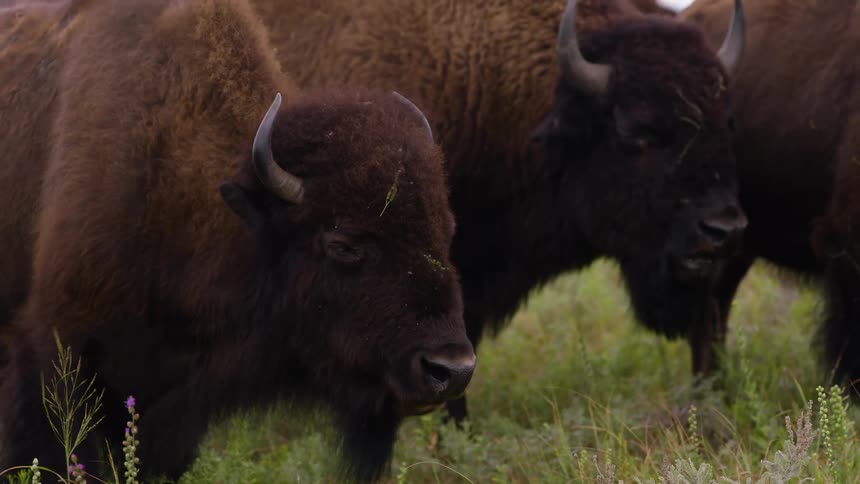 A close-up view of American bison chewing their cud while standing together in a grassy field