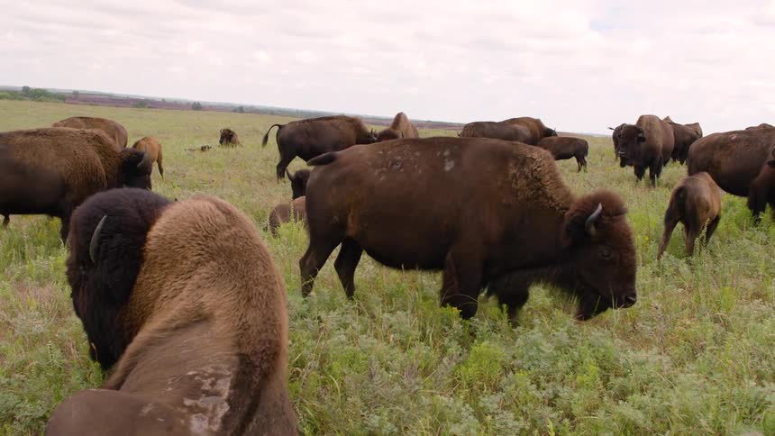 A large herd of American Bison, including calves, graze and roam peacefully across a vast, green prairie on a cloudy day
