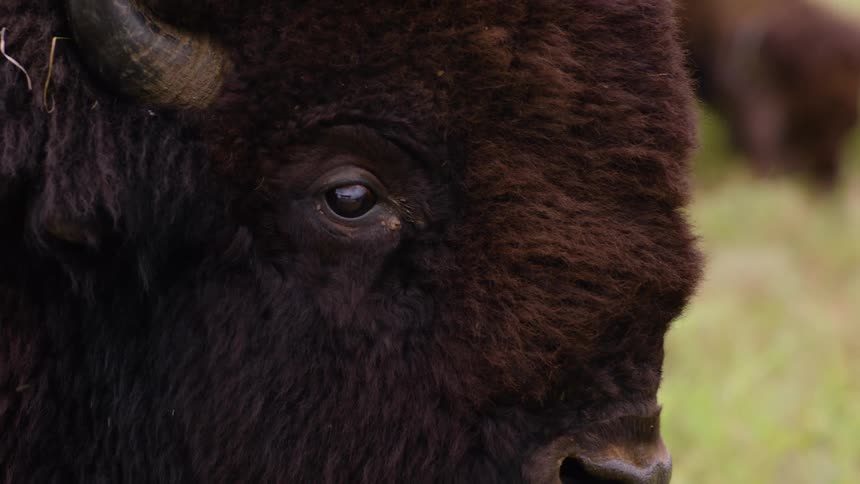 An extreme close-up shot focuses on the eye and dark, shaggy fur of a large American bison standing calmly in a grassy field