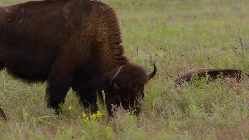 A large American bison grazes peacefully in a lush green field dotted with wildflowers