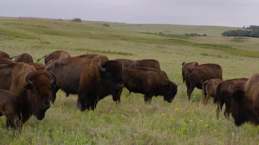 A majestic herd of American bison peacefully grazes in a vast, rolling green prairie under an overcast sky