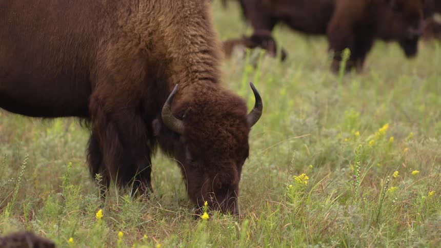 Close-up of a bison peacefully grazing in a field of green grass and yellow wildflowers