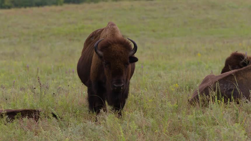 A large bison stands and chews in a grassy field while staring intently at the camera