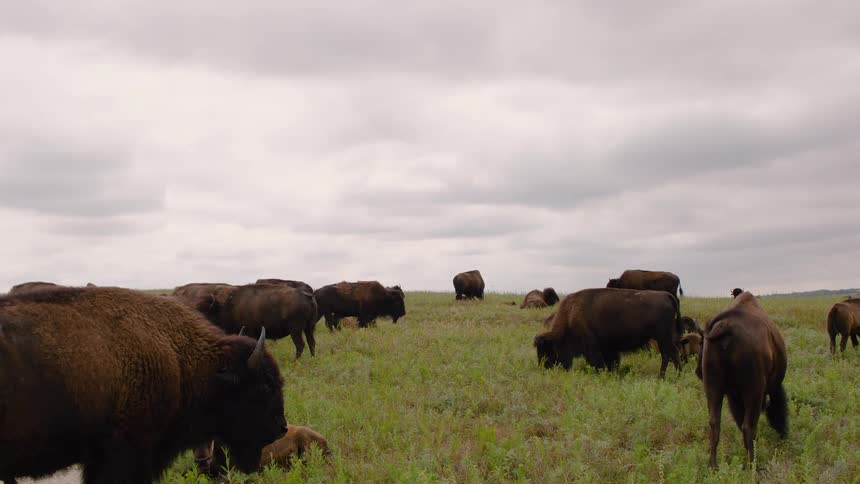 A large herd of American bison and their calves graze peacefully in a vast green prairie under an overcast sky