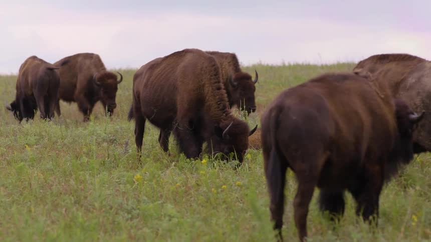 Wild American bison peacefully graze on a grassy hillside under an overcast sky