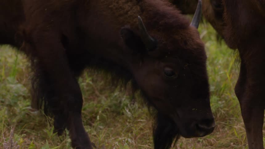 A close-up slow-motion shot captures a curious young bison calf as it gazes at the camera before wandering off to graze in a lush green field