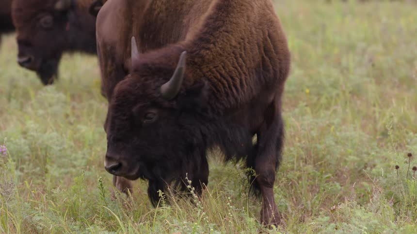 A closeup of a magnificent American bison grazing on the lush green grass of a prairie before walking away with a calf passing by