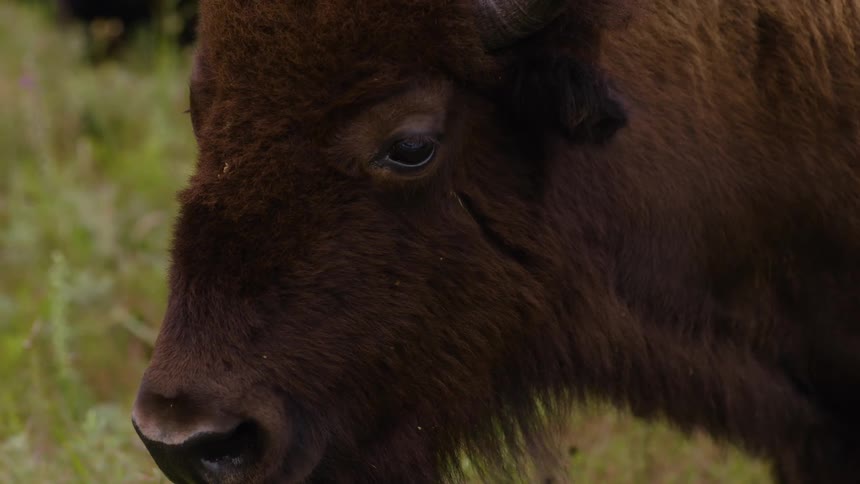 A majestic American bison stands in a grassy field, shown in a detailed closeup of its head and face