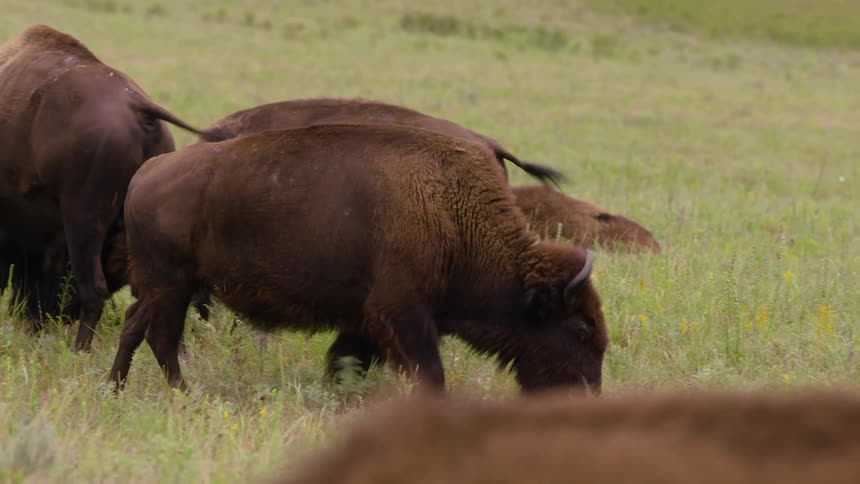 A herd of American bison with a young calf grazes peacefully in a vast green meadow