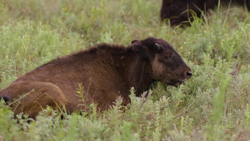 A young bison calf peacefully rests and chews its cud in a lush green prairie field