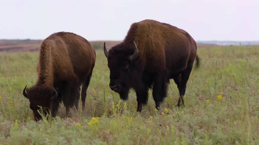 Two American bison graze peacefully in a grassy field with wildflowers on an overcast day