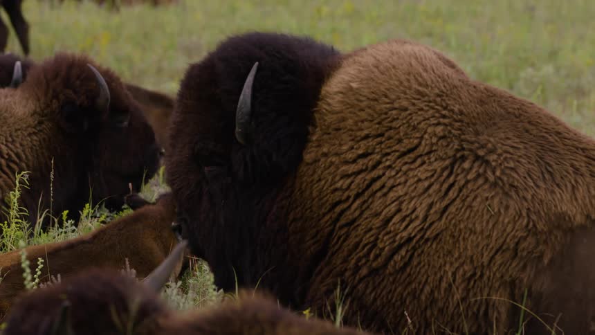A herd of American bison with a young calf rests peacefully in a lush green prairie