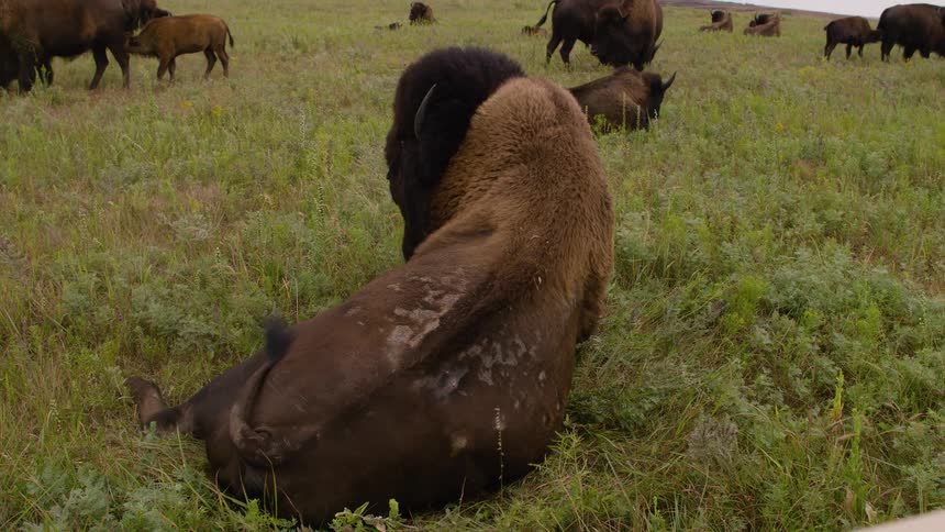 A large American bison happily rolls around on its back in the lush green grass of a prairie field