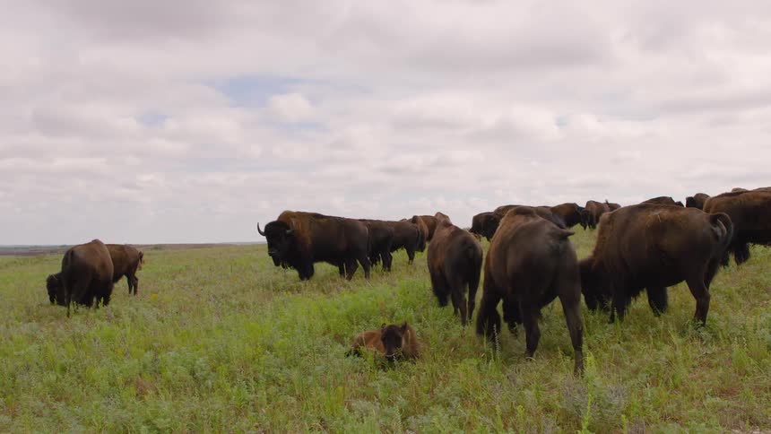 A herd of American bison, including a calf, grazes peacefully on a vast green prairie under a cloudy sky