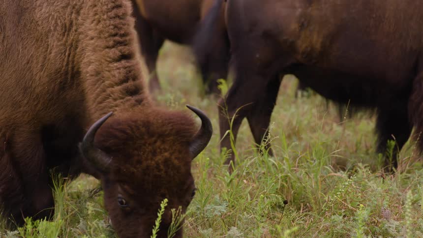 A slow-motion close-up of a majestic bison grazing peacefully in a grassy field