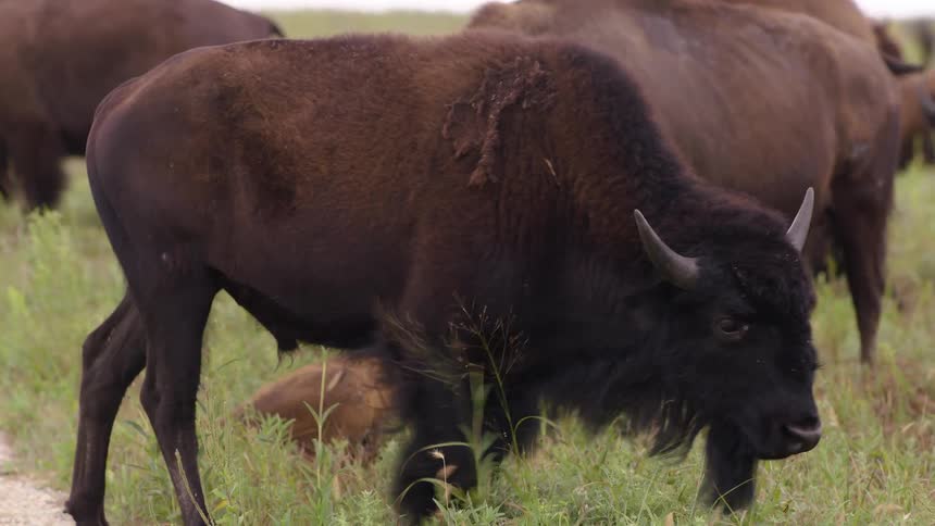 A large American Bison with shaggy brown fur grazes peacefully in a lush green field alongside its herd