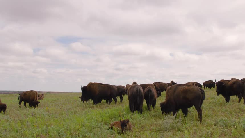 A majestic herd of American bison grazes peacefully in a vast, green prairie under a cloudy sky