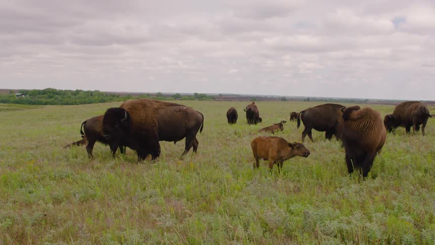 A herd of wild American bison, including calves, graze and rest peacefully in a vast green meadow under an overcast sky