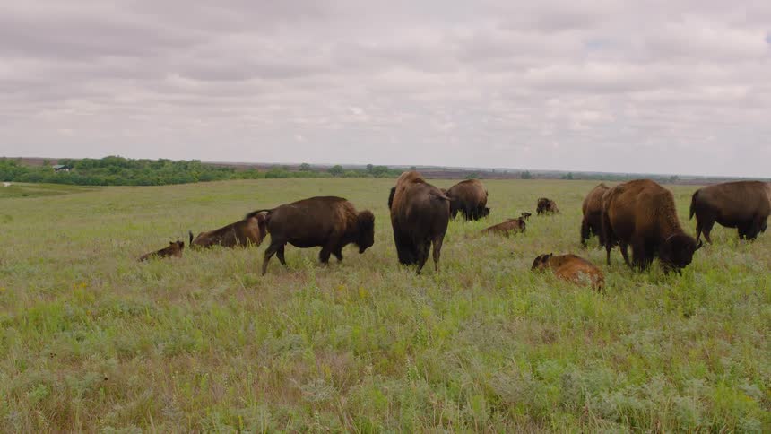 A herd of American bison and their calves graze and rest peacefully in a vast green prairie under a cloudy sky