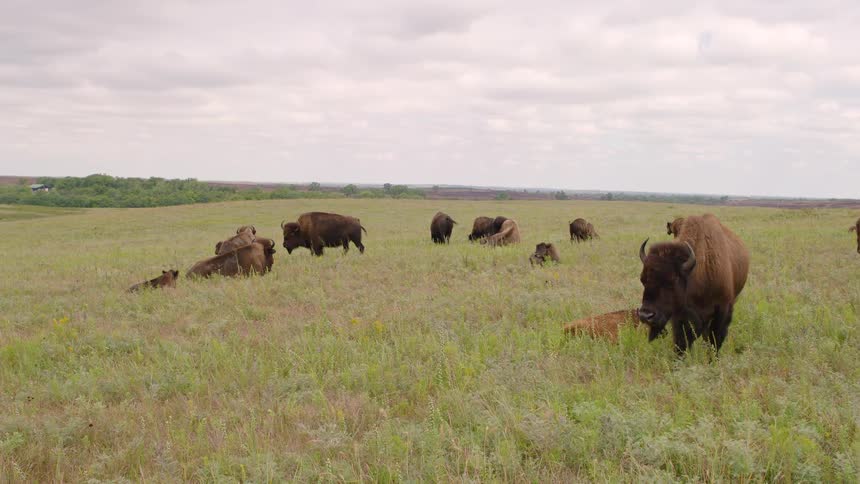 A herd of American bison with their young calves graze and rest peacefully in the tall green grass of a wide-open prairie