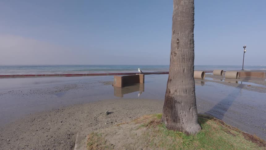 A lone seagull perches on a concrete block on a flooded sandy beach next to a palm tree and the calm ocean