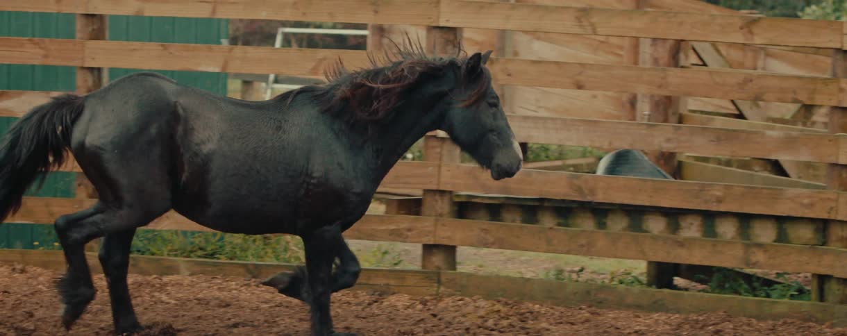 A beautiful black horse gallops gracefully in slow motion inside a muddy farm paddock