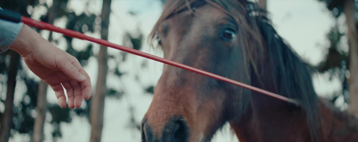 An intimate slow-motion close-up shows a person's hand gently caressing a calm brown horse's nose