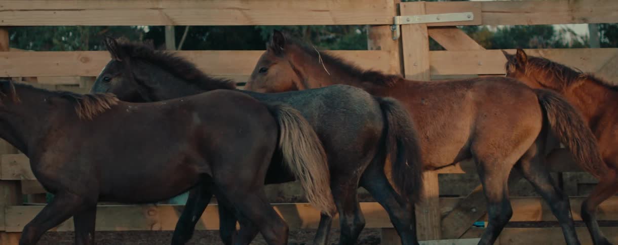 Several young horses walk together in slow motion inside a wooden corral, illuminated by the warm light of the setting sun