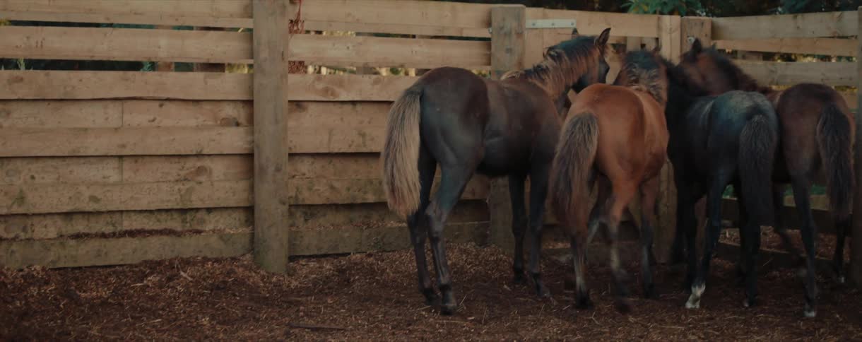 A group of energetic young foals run and trot around a wooden training pen as a female equestrian observes them
