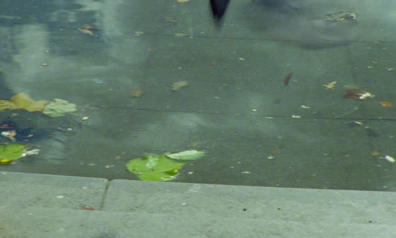 A pigeon stands at the edge of a city fountain with floating leaves before flying away in a vintage film clip