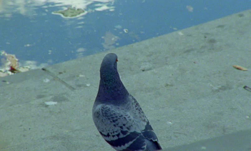 Vintage-style footage of a pigeon taking flight from a concrete ledge next to a puddle