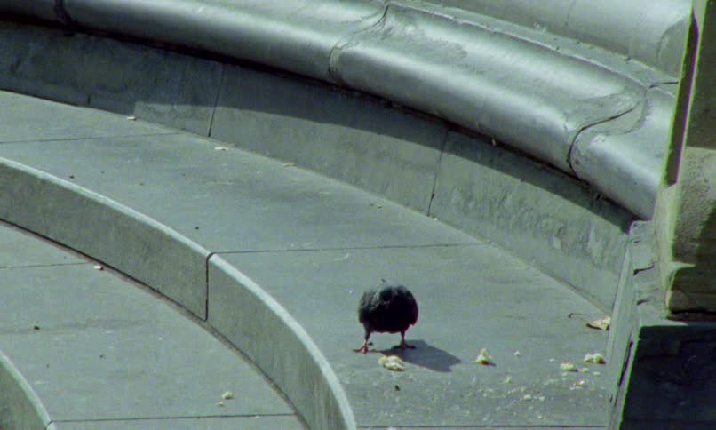 A lone pigeon forages for food on the curved concrete steps of a public space