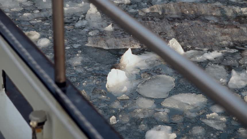 A curious seal pops its head out of the water to look at a boat while swimming among ice floes