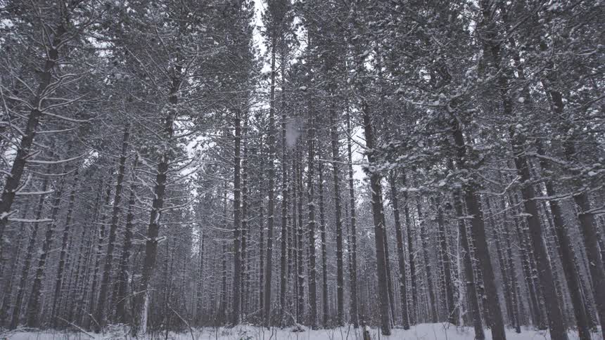 A slow upward pan through a dense forest of tall pine trees covered in a blanket of fresh snow