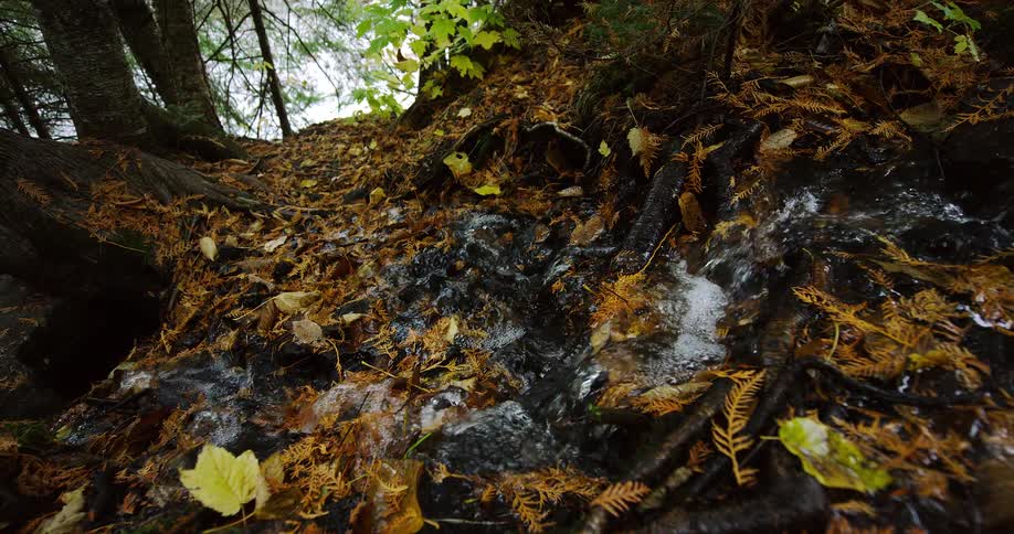 A small stream trickles over dark tree roots and fallen autumn leaves on the forest floor