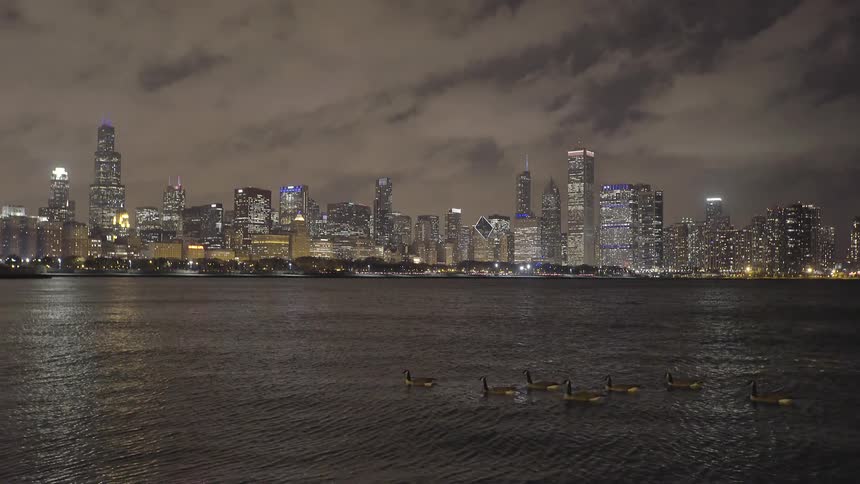 A flock of Canadian geese swims on Lake Michigan at night with the illuminated Chicago skyline in the background